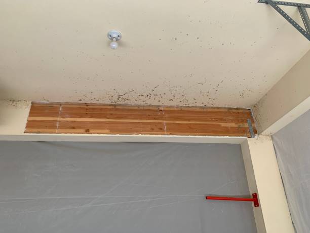  Doctor Phillips, FL Mold Removal Pros